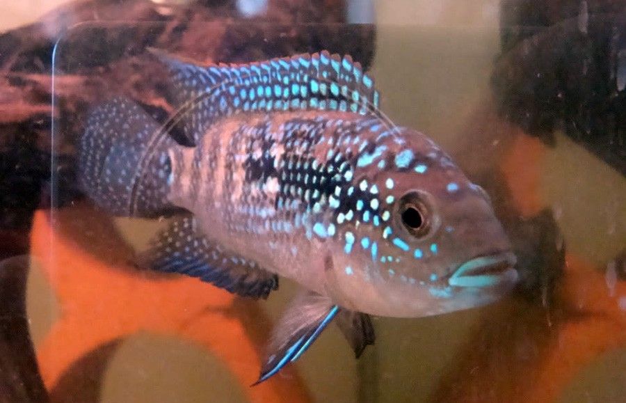 Rocio Octofasciata 5