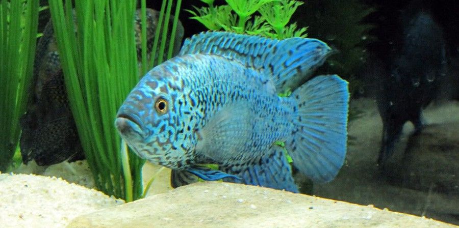 Rocio Octofasciata 6