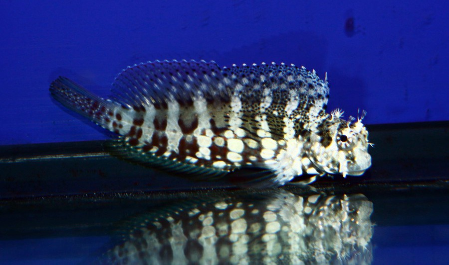 Salarias Fasciatus 2