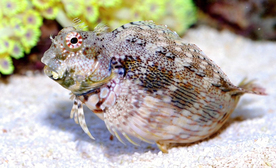 Salarias Fasciatus 3
