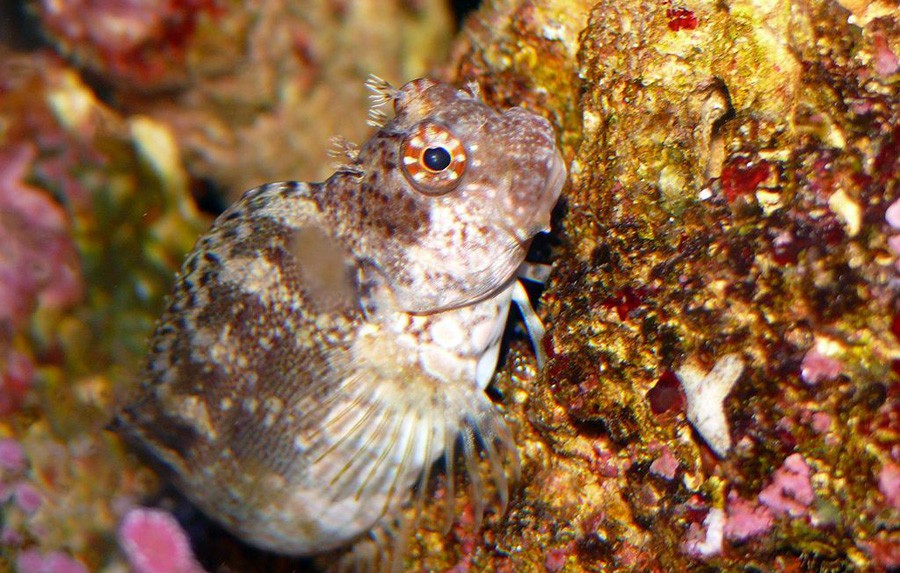 Salarias Fasciatus 4