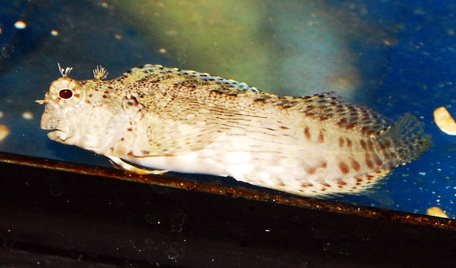 Salarias Fasciatus 5