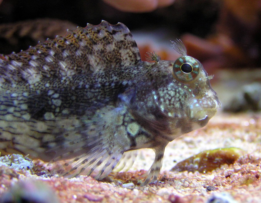 Salarias Fasciatus 6