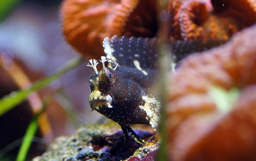 Salarias Ramosus 2