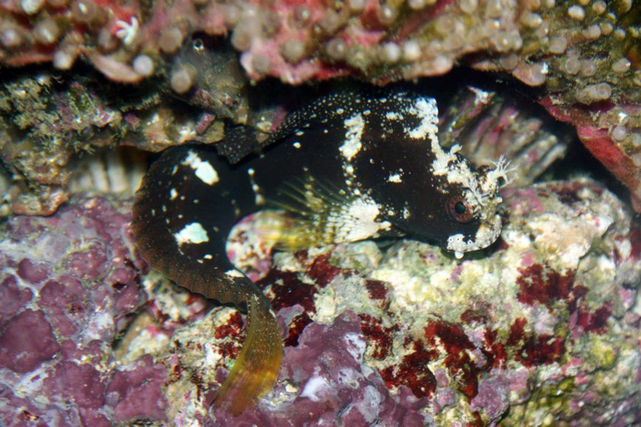 Salarias Ramosus 4
