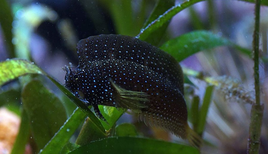 Salarias Ramosus 5