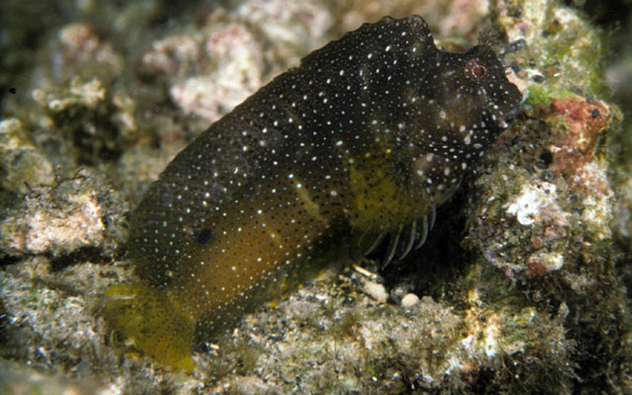 Salarias Ramosus 6
