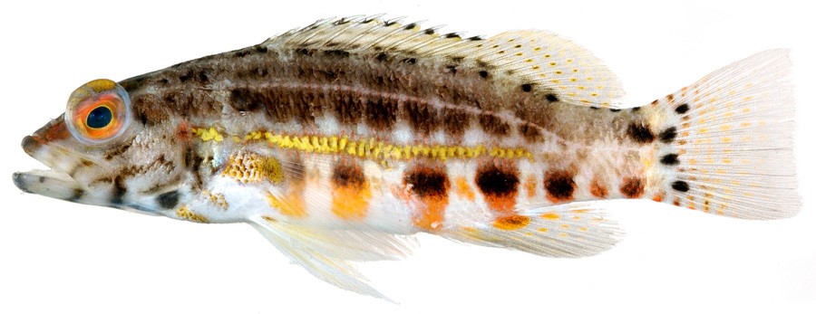 Serranus Baldwini 2