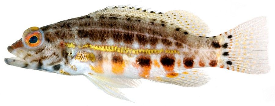 Serranus Baldwini 2