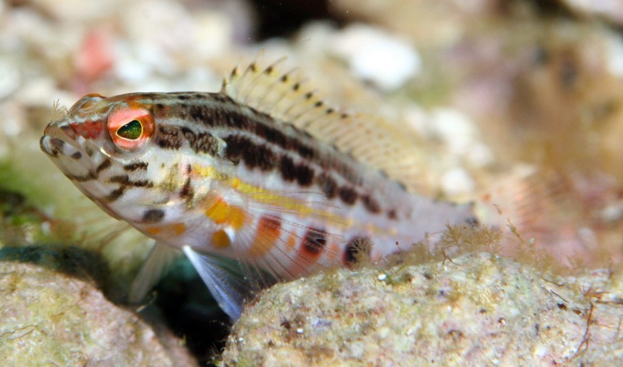 Serranus Baldwini 3