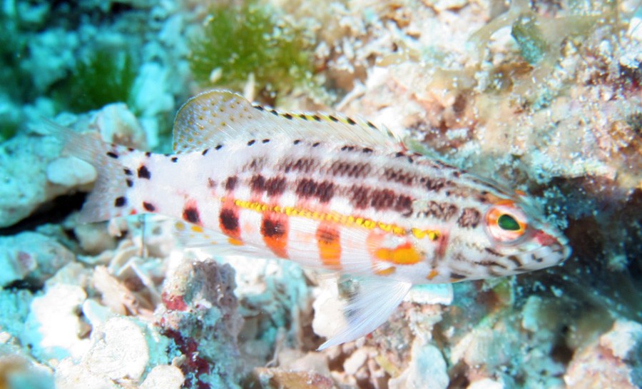 Serranus Baldwini 4