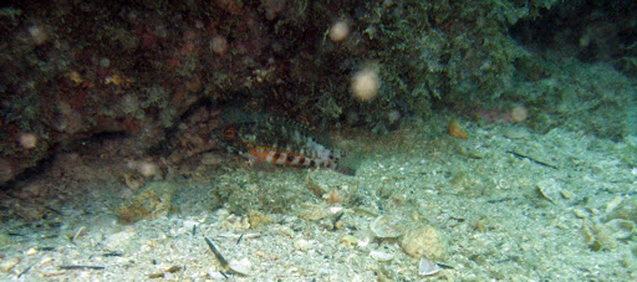 Serranus Baldwini 5