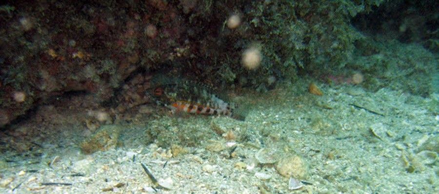 Serranus Baldwini 5