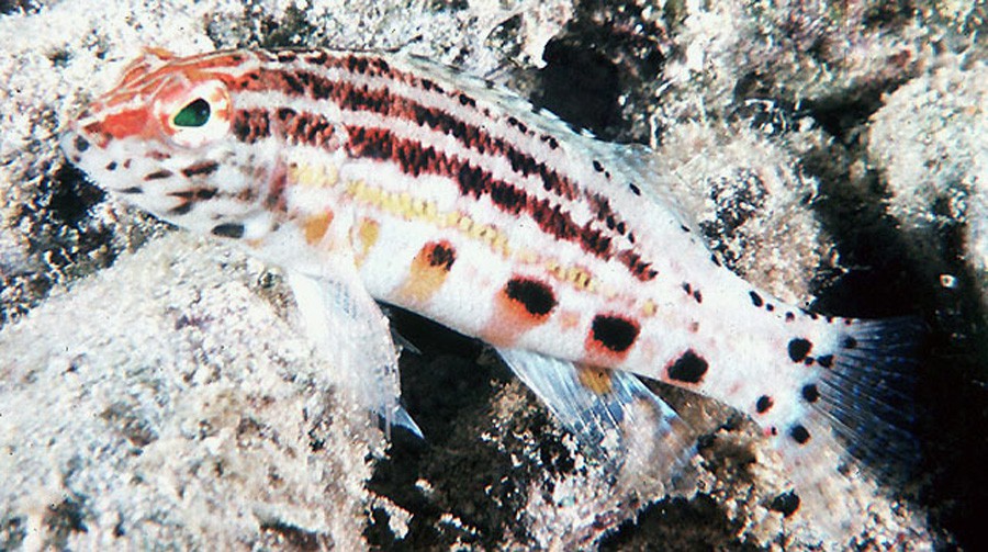 Serranus Baldwini 6