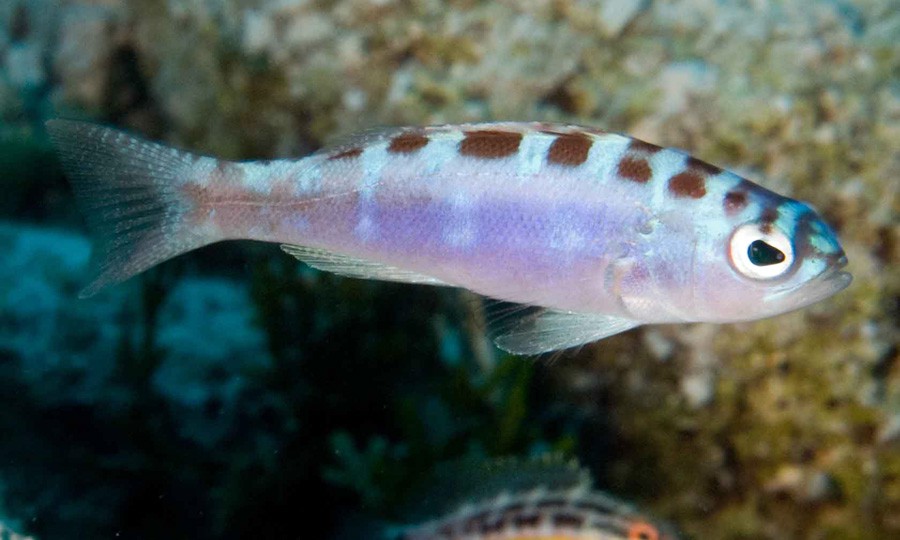 Serranus Tortugarum 2