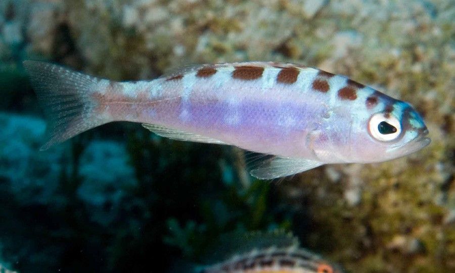 Serranus Tortugarum 2