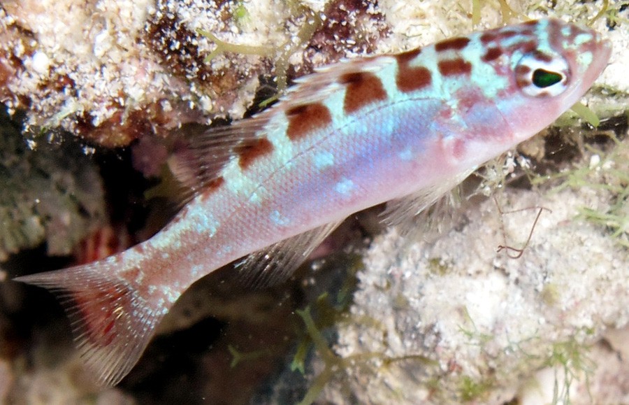 Serranus Tortugarum 3