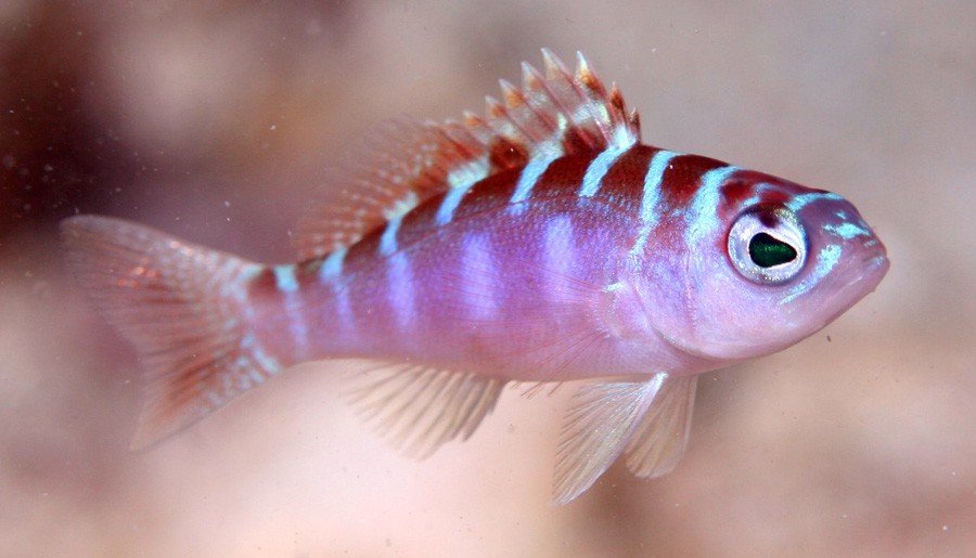 Serranus Tortugarum 4