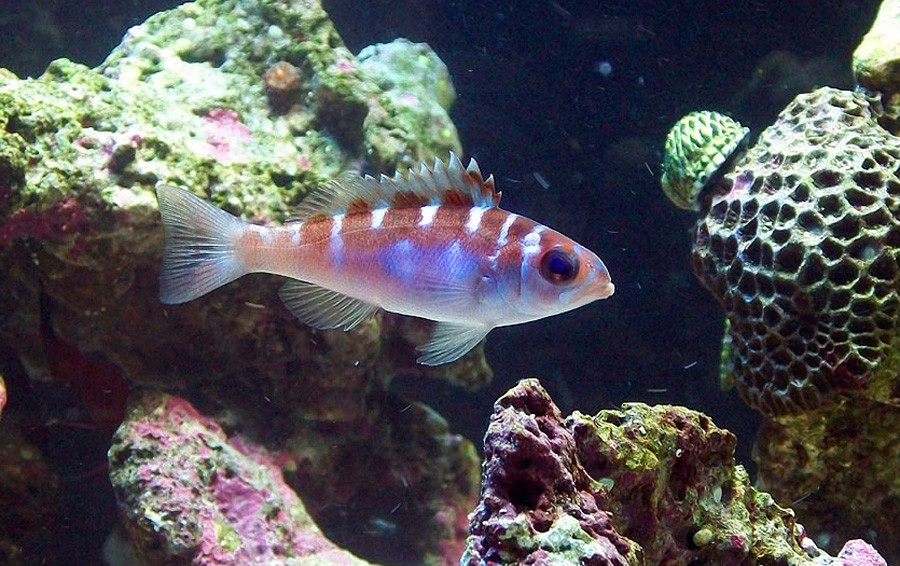 Serranus Tortugarum 5