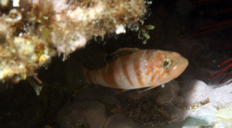 Serranus Tortugarum 6