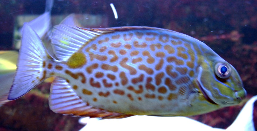 Pez Conejo de Mancha Dorada