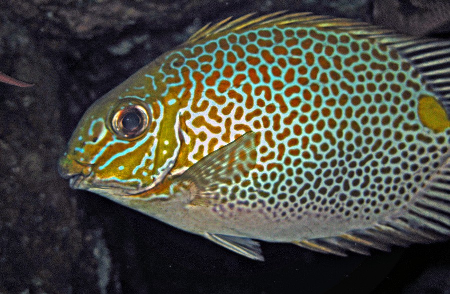 Siganus Guttatus 2