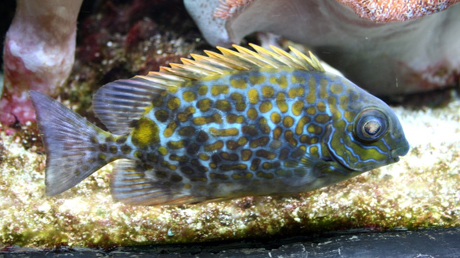 Siganus Guttatus 3