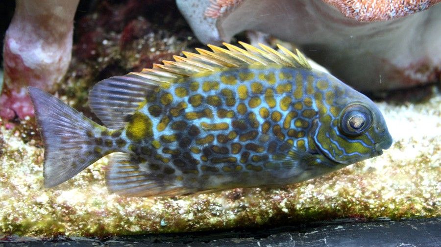 Siganus Guttatus 3