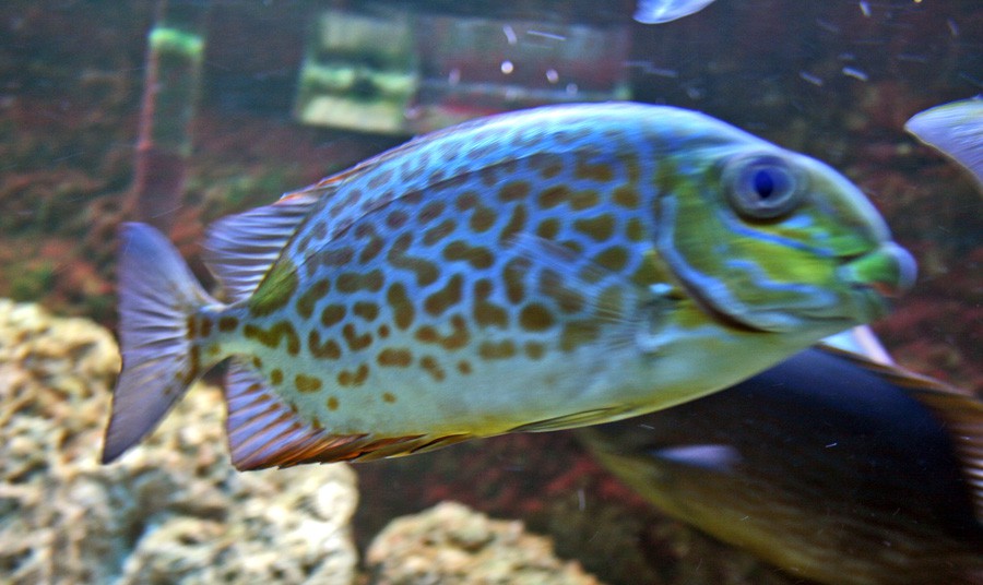 Siganus Guttatus 4