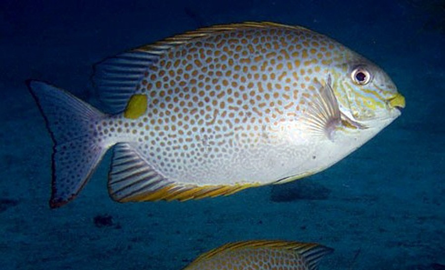 Siganus Guttatus 5
