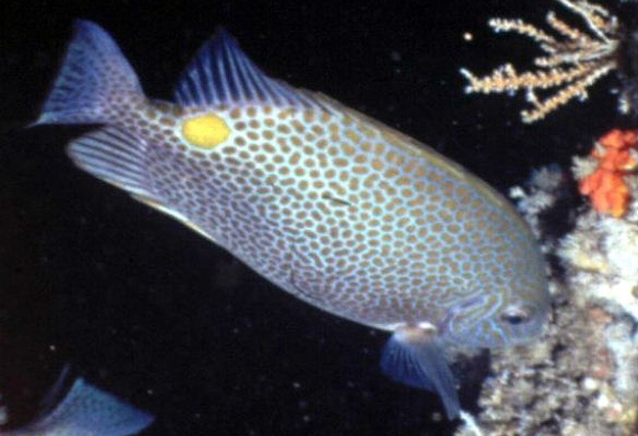 Siganus Guttatus 6