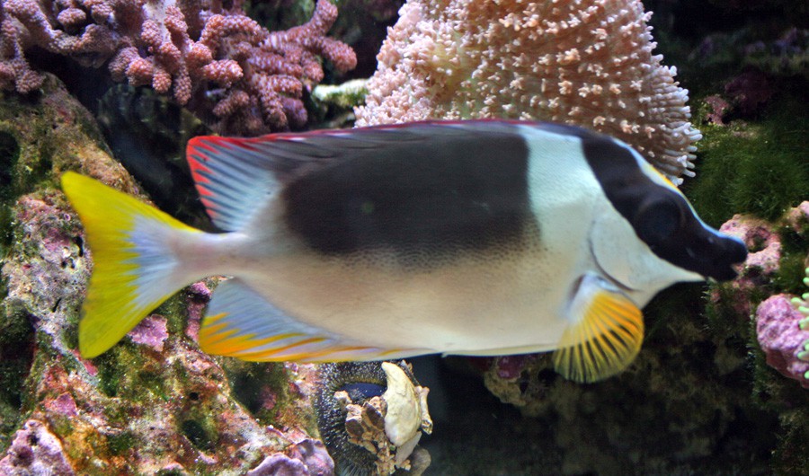 Pez Conejo Andaman