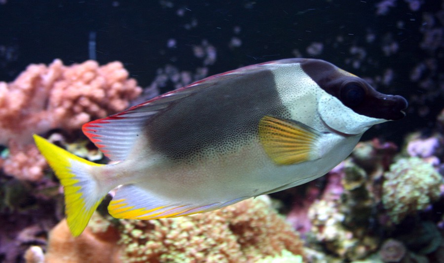 Siganus Magnificus 2