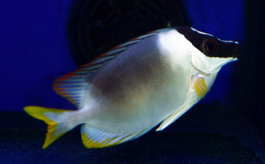 Siganus Magnificus 3