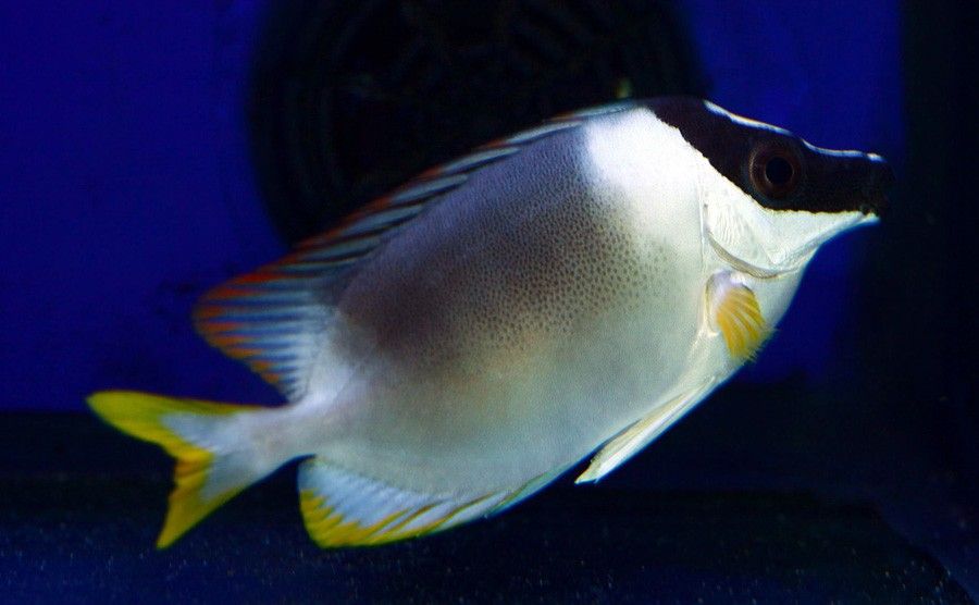 Siganus Magnificus 3