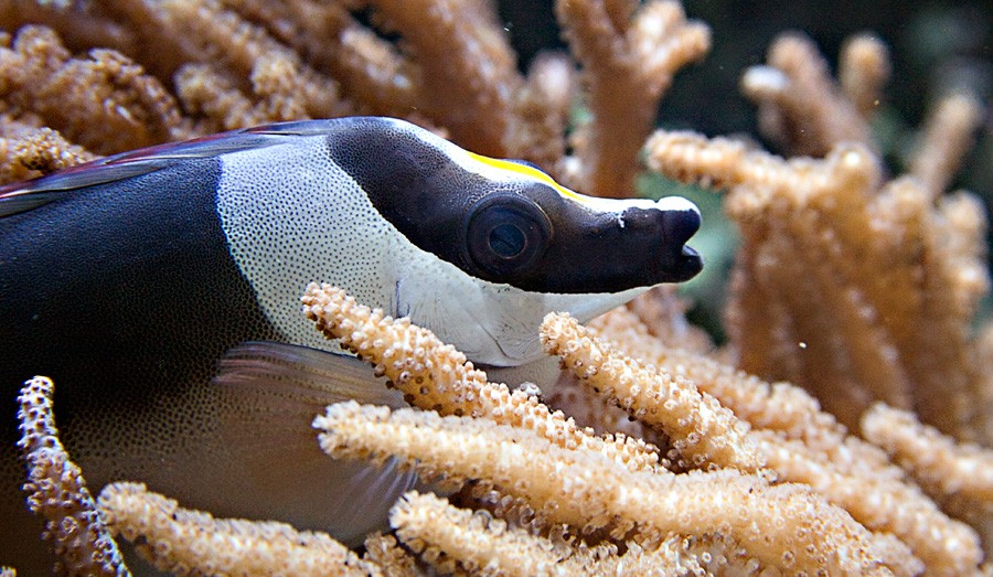 Siganus Magnificus 4