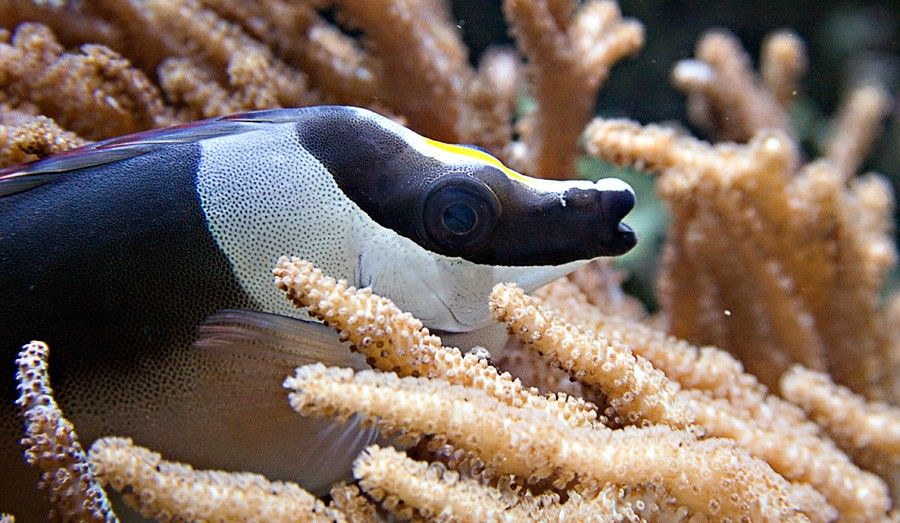 Siganus Magnificus 4