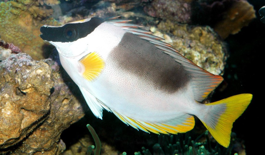Siganus Magnificus 5