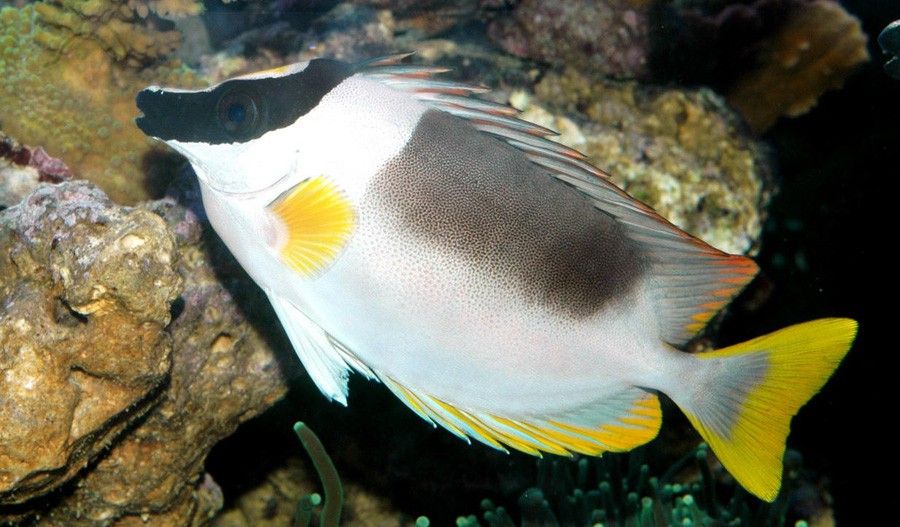 Siganus Magnificus 5