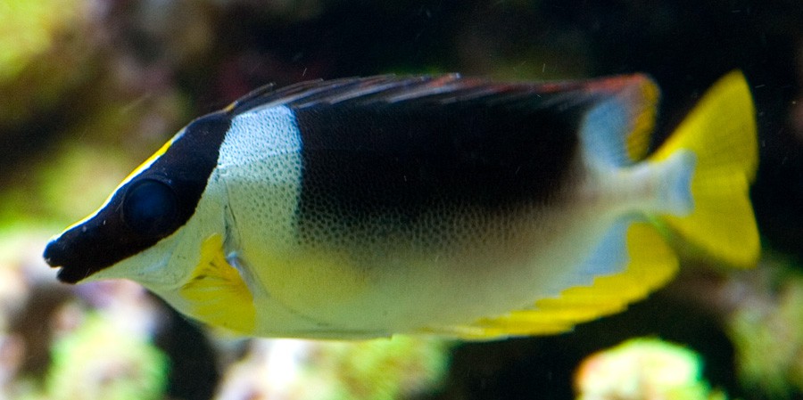 Siganus Magnificus 6