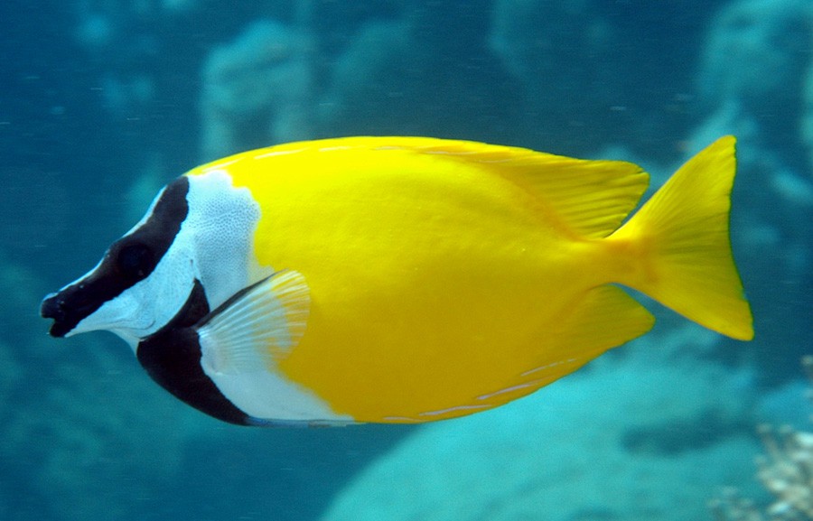 Pez Conejo