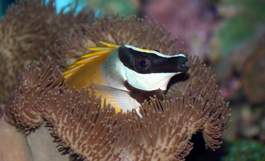 Siganus Vulpinus 2