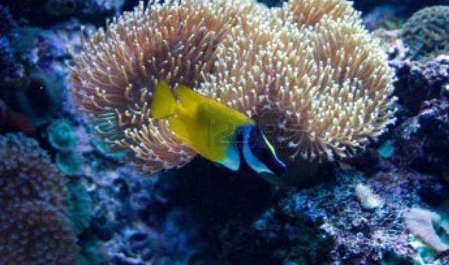 Siganus Vulpinus 3