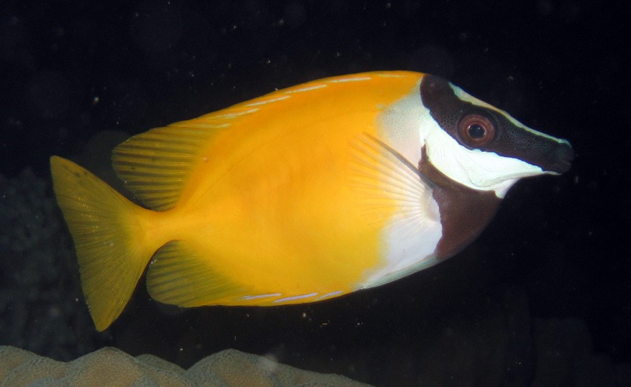 Siganus Vulpinus 4