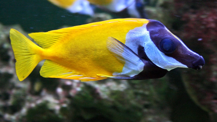 Siganus Vulpinus 5