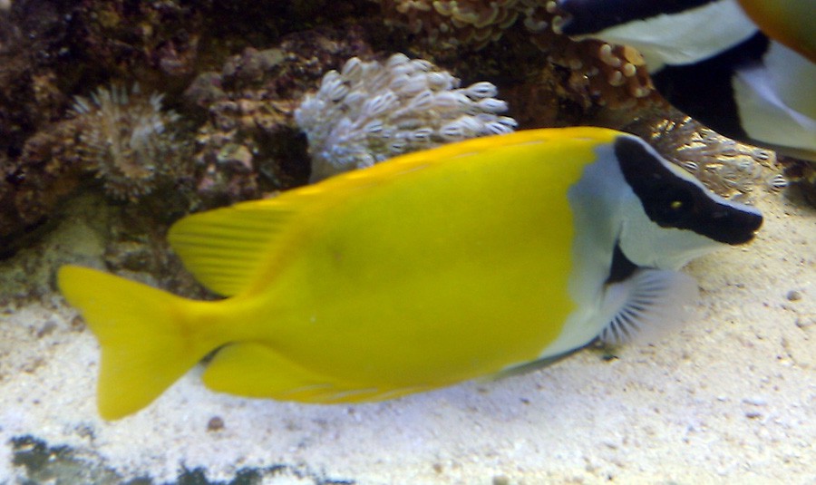 Siganus Vulpinus 6