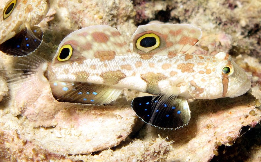 Signigobius Biocellatus 2