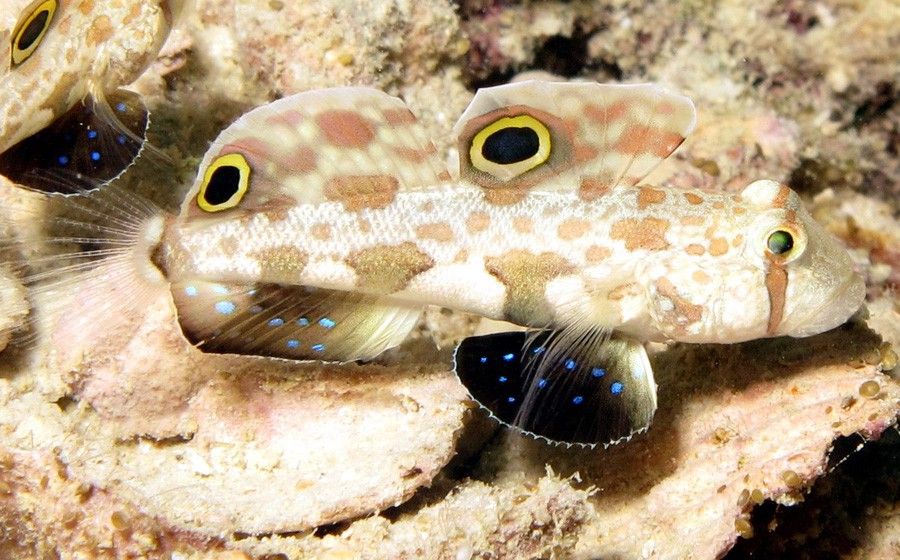 Signigobius Biocellatus 2