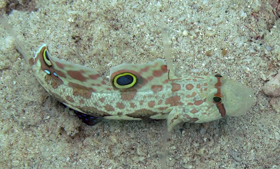 Signigobius Biocellatus 3