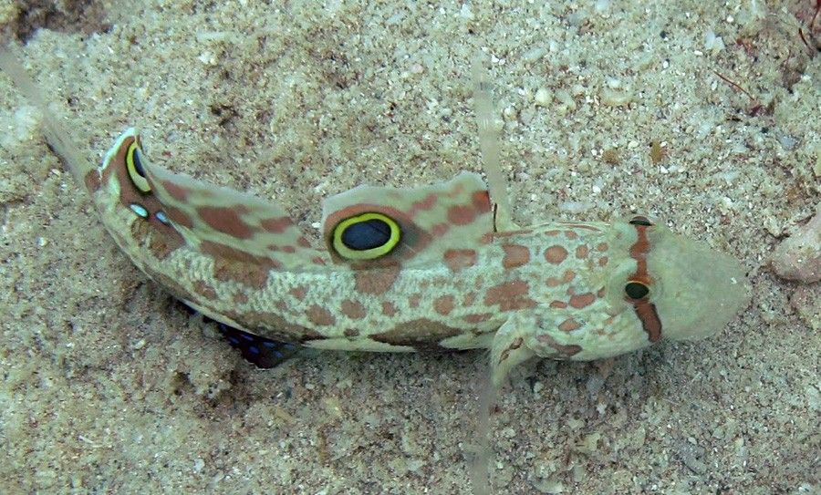Signigobius Biocellatus 3